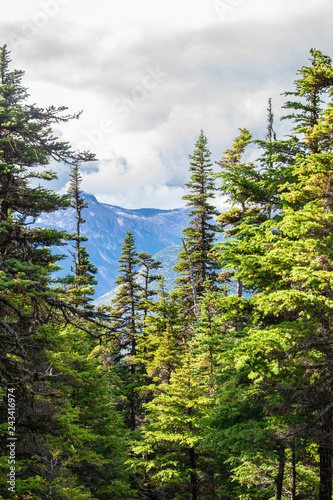 Vertical landscape view of alpine trees and snow covered mountains in the background on hiking trail to Upper Dewey Lake in Skagway, Alaska