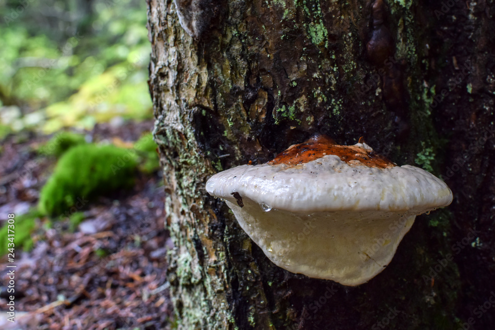 Wild white mushroom (agaricus bisporus) growing on the surface of a tree trunk in he mountains of Alaska. Selective focus, blurred background.