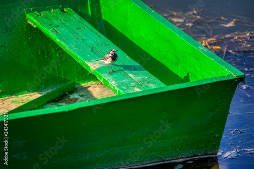 little bird standing on the wooden boat