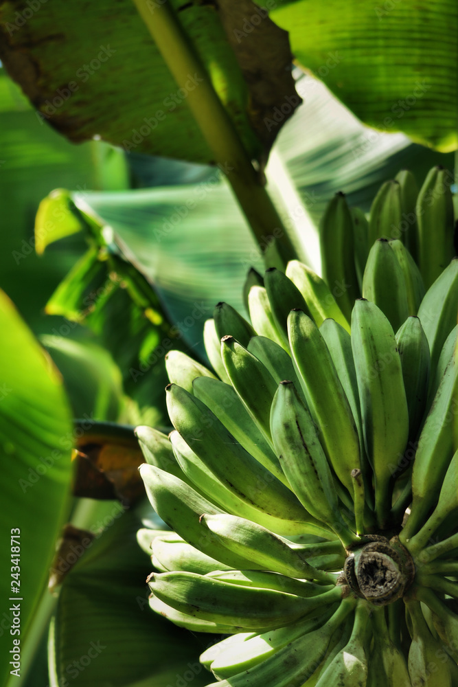Banana tree with fruits Banana tree with fruits