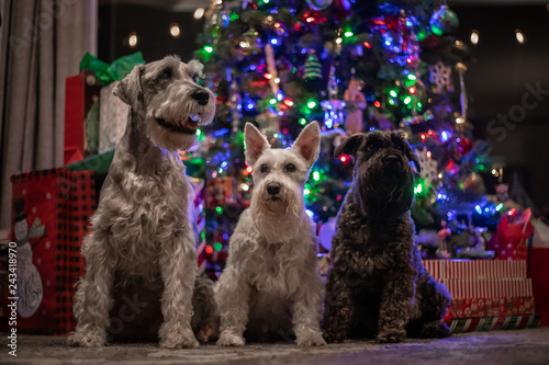 Dogs by the Christmas Tree