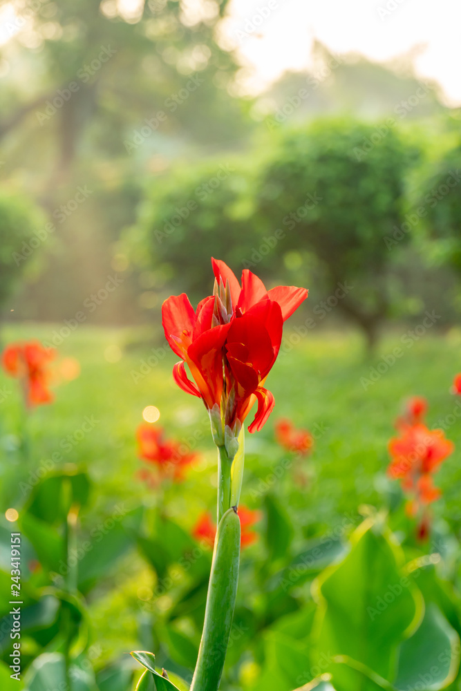 Majestic red canna lilies in an outdoor park