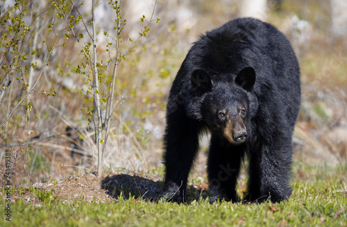 Schwarzbär wildlife