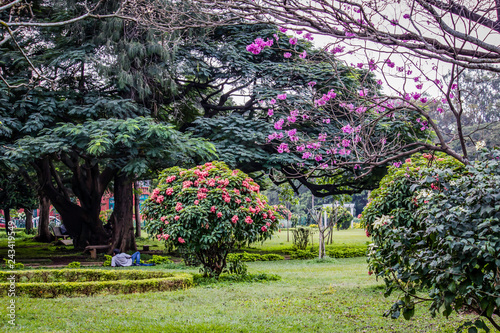 Fototapeta Naklejka Na Ścianę i Meble -  Man Relaxes under a Large Tree with Flowers Blooming in Cubbon Park in Bangalore, India