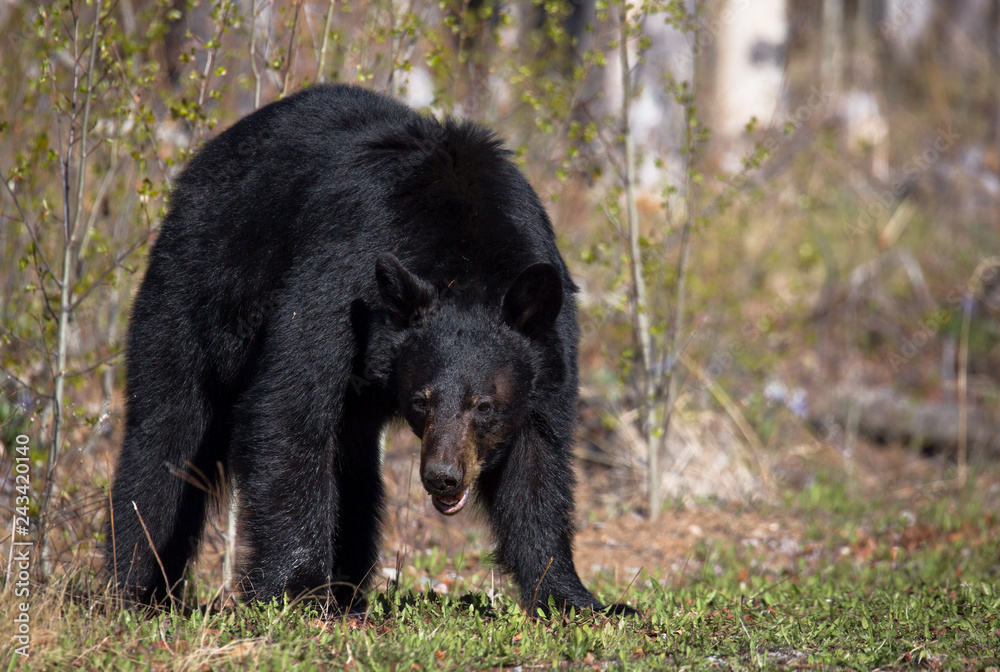 Fototapeta premium Schwarzbär wildlife