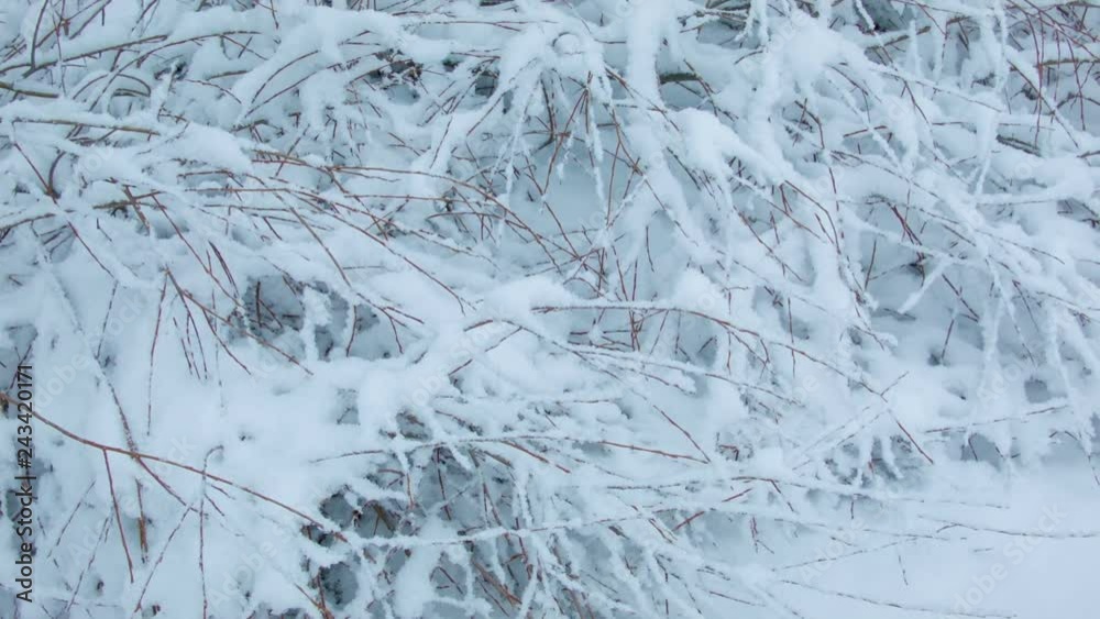 Beautiful snowfall in the winter forest Beautiful snowfall in the winter forest