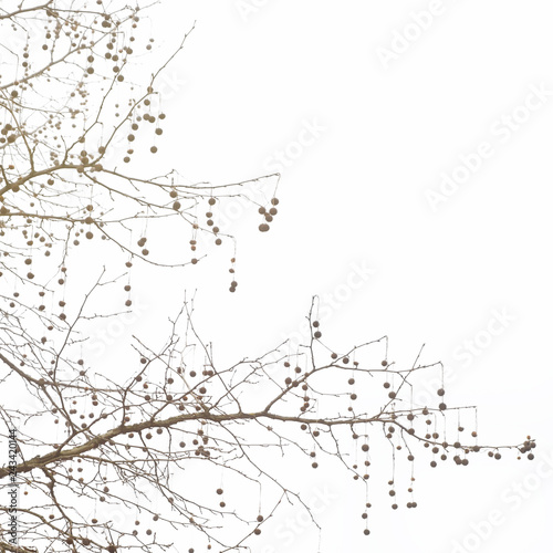 Silhouette of horse chestnuts hanging from a winter tree in a beautiful pattern  witer tree with horse chestnuts