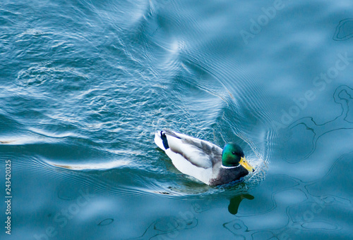 duck in water closeup