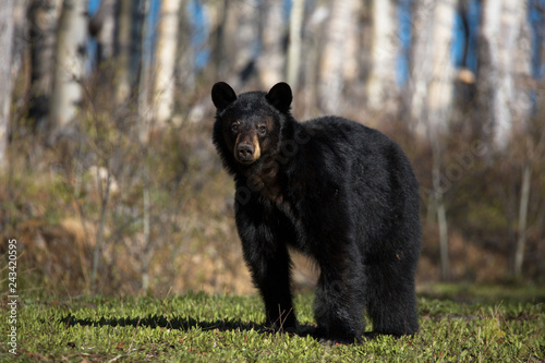 Schwarzbär wildlife