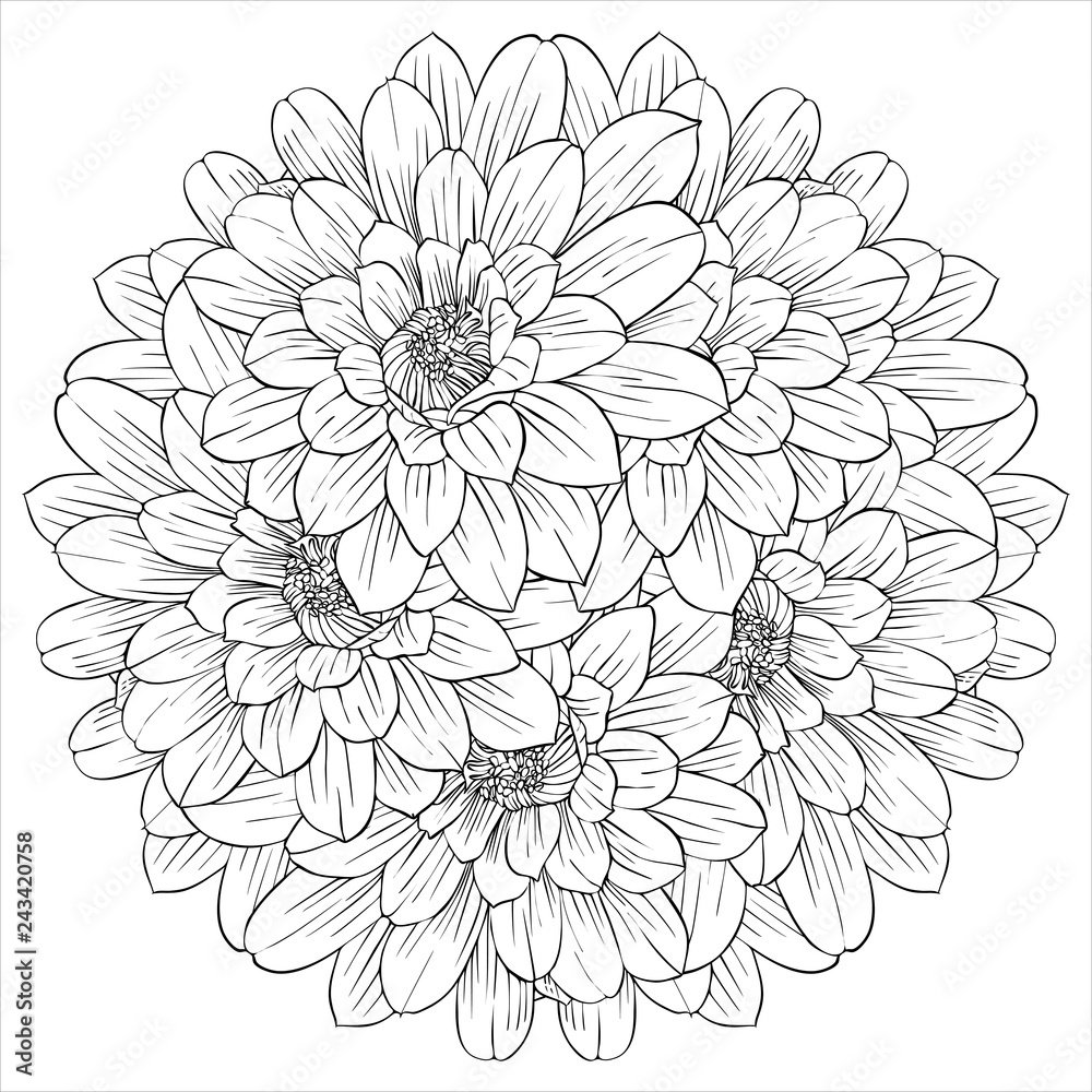 vector drawing flower of lily Stock Vector | Adobe Stock