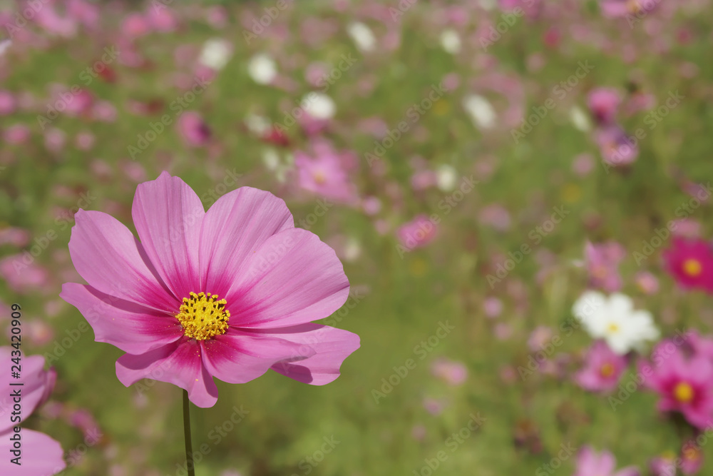 Pink Cosmos bipinnatus Flowers with Blurred Landscape Background Pink Cosmos bipinnatus Flowers with Blurred Landscape Background