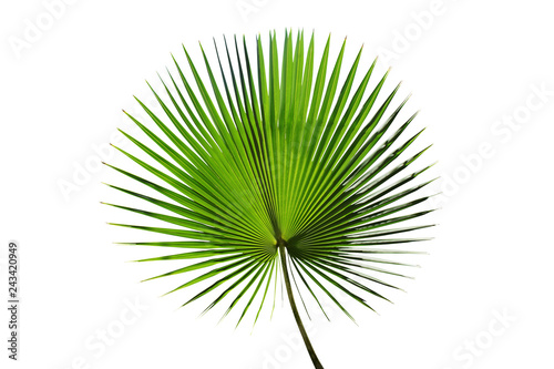 Green Leaf of Exotic Palm Tree Isolated on White Background