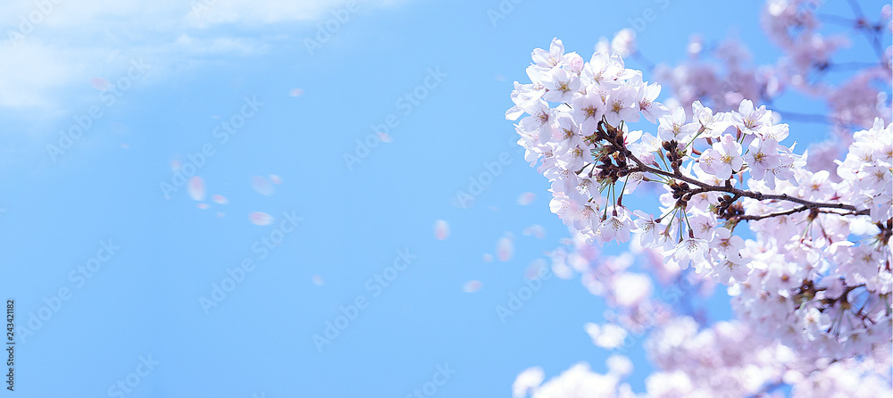 Naklejka premium Wiśniowe kwiaty w pełnym rozkwicie tańczą na niebieskim niebie