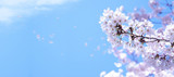 青空に舞う満開の桜 