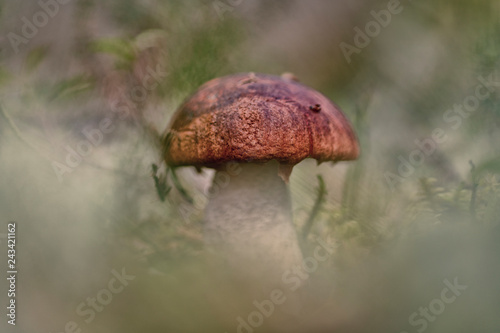 Leccinum aurantiacum (red-capped scaber stalk)