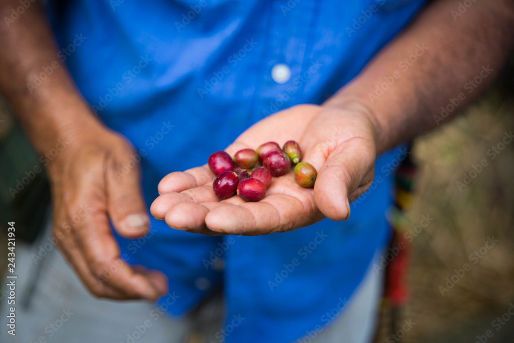 Coffee cherry beans in the hand of a farmer organic grown Coffee cherry beans in the hand of a farmer organic grown