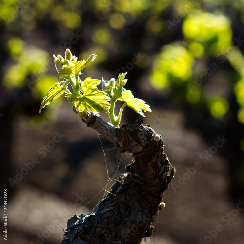 Old Vine Bud Break - The wine grape growing season begins with bud break, this on an old vine. Sonoma County, California, USA