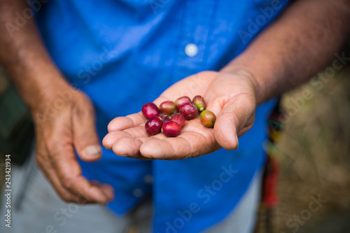 Coffee cherry beans in the hand of a farmer organic grown