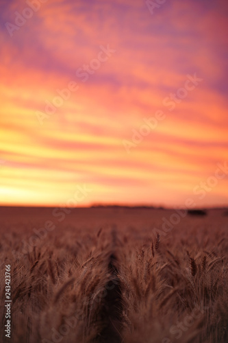 Sunset over Wheat Crop © Daniel