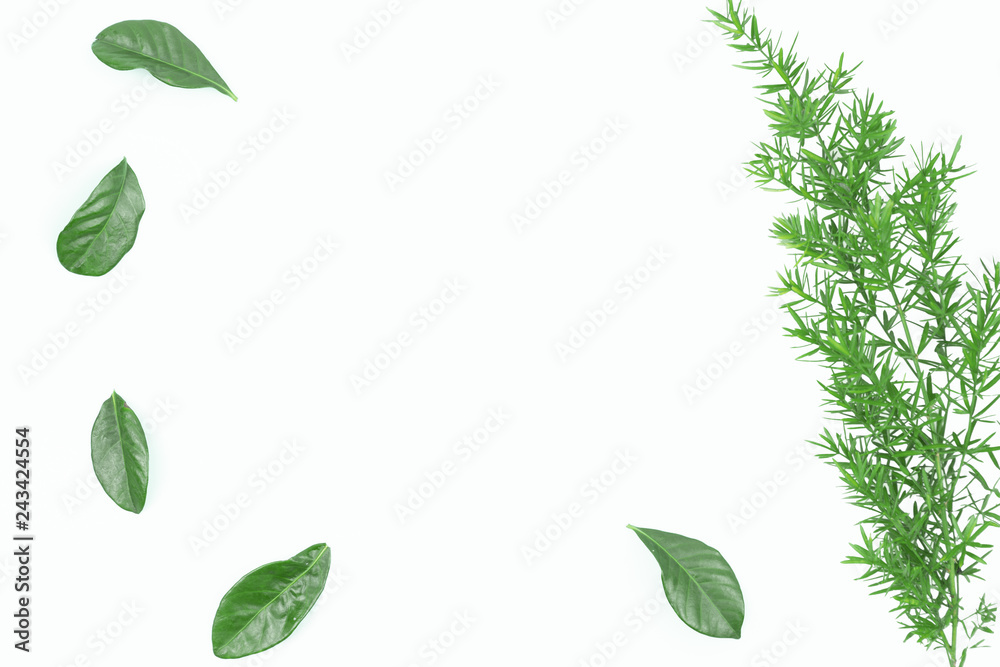 Green leaf for frame on isolated white background.