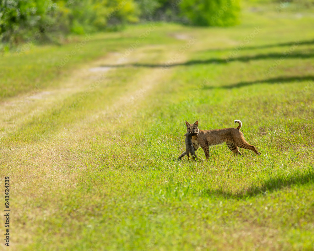 female bobcat with fresh squirrel catch