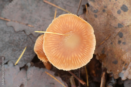 Tubaria furfuracea, commonly known as the scurfy twiglet