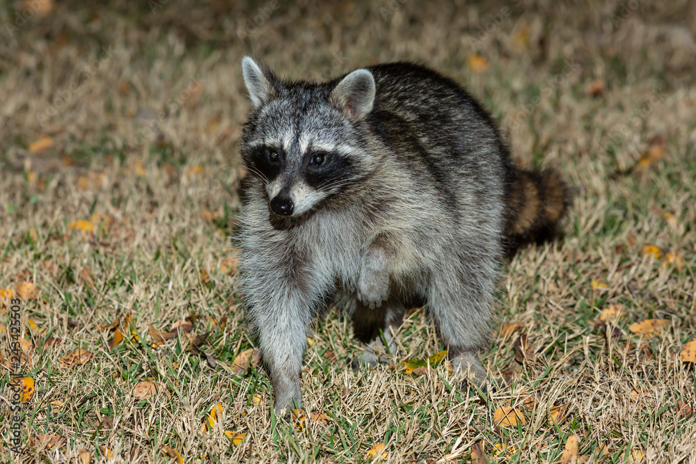 raccoon sneaking in to yard to steal food. raccoon sneaking in to yard to steal food.