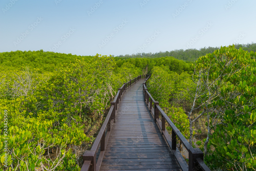 walk way, mangrove forest