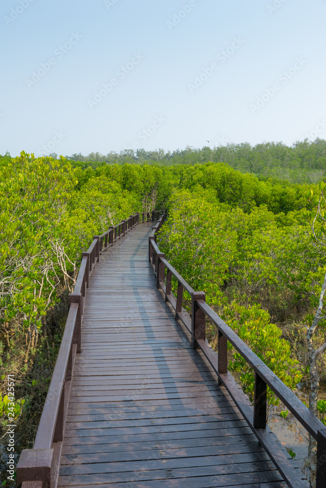 walk way, mangrove forest