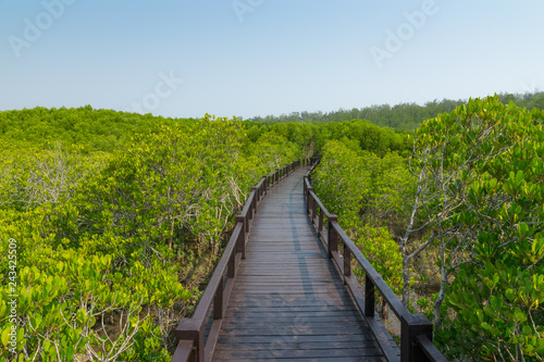 Fototapeta Naklejka Na Ścianę i Meble -  walk way, mangrove forest