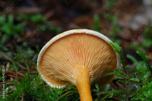 False chanterelle, Hygrophoropsis aurantiaca