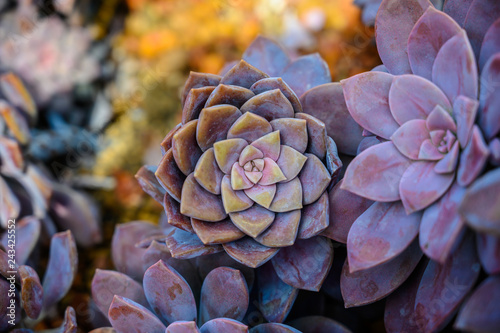 Echeveria Pansy purple , beautiful cactus close up photo