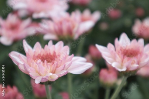Foto Blossoming white-pink flowers in the garden / soft focus / blurred background