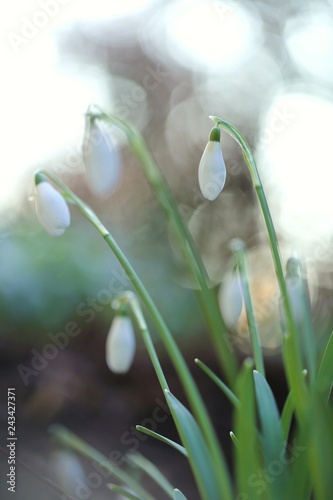 Snowdrop. Galantus flower bud on a blurred  background.Spring flowers. Floral natural spring background photo