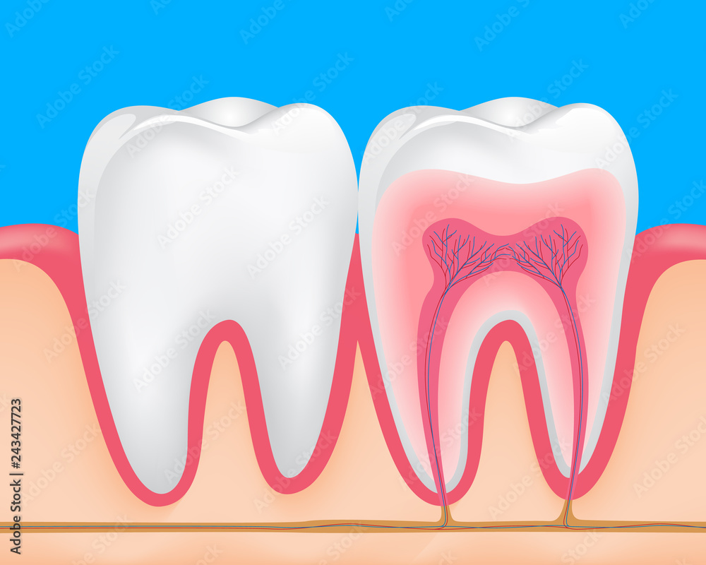 Inside and outside of tooth with gums. Human tooth cross-section. Dental care concept. Illustration on blue background. Inside and outside of tooth with gums. Human tooth cross-section. Dental care concept. Illustration on blue background.