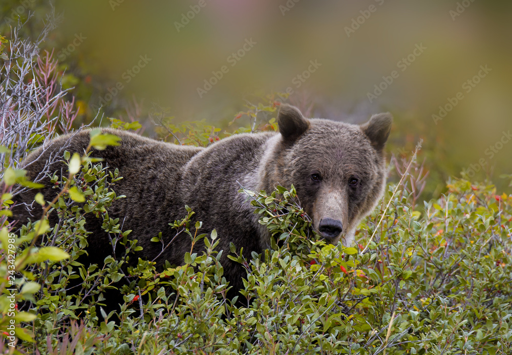 Naklejka premium Grizzly wildlife