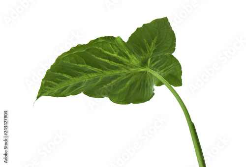 Caladium bicolor with green leaf and white veins, Caladium lindenii foliage isolated on white background, with clipping path         