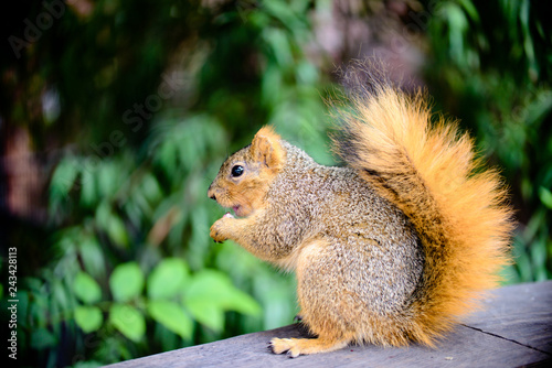 close up photos of outdoor squirrel