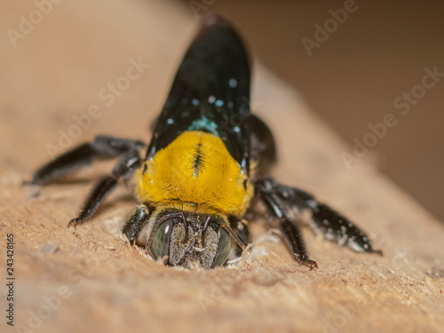 Close up a yellow-black Carpenter bee drill acacia tree branch making the nest.