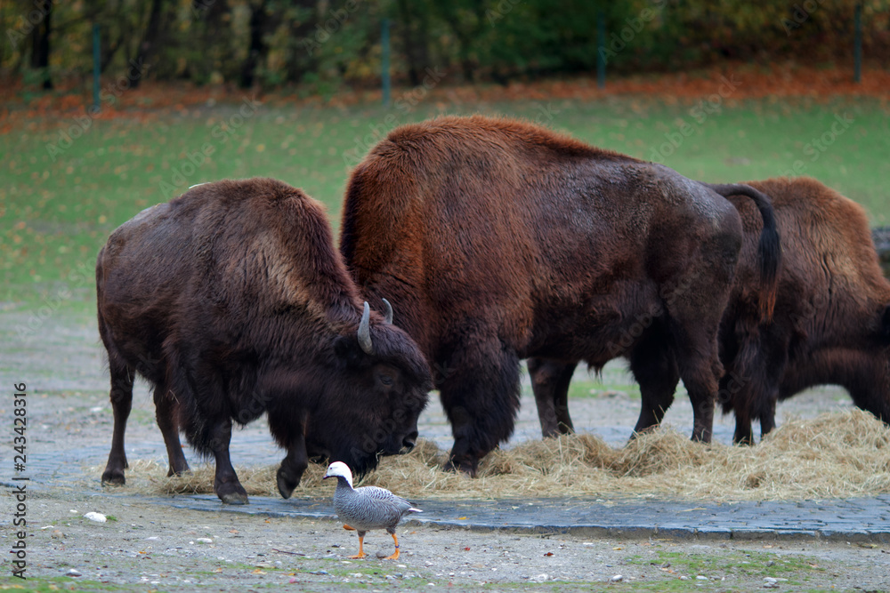 Three bulls and one little duck Three bulls and one little duck