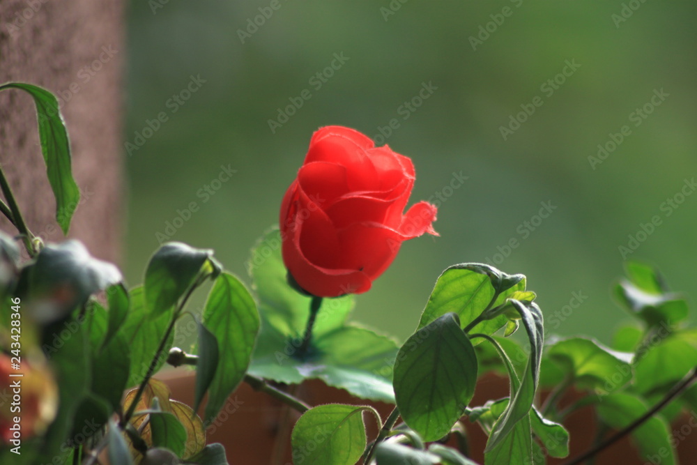 Rose Rose