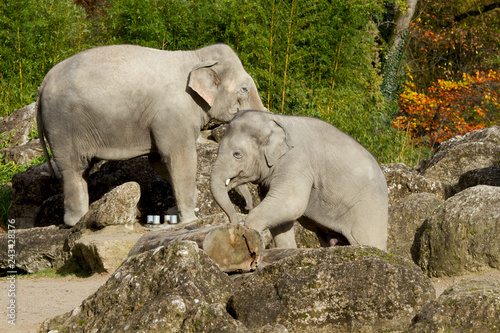 Two African Elephants  Loxodonta Africana  in the european zoo