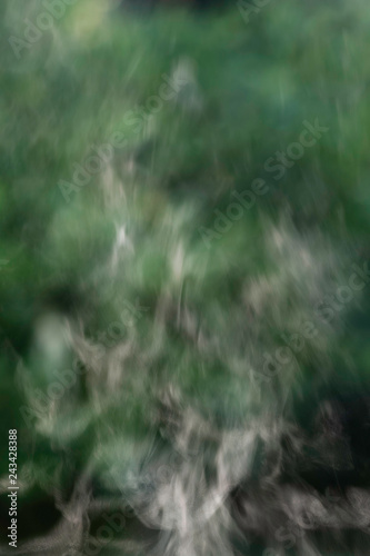 Abstract fog and bush portrait