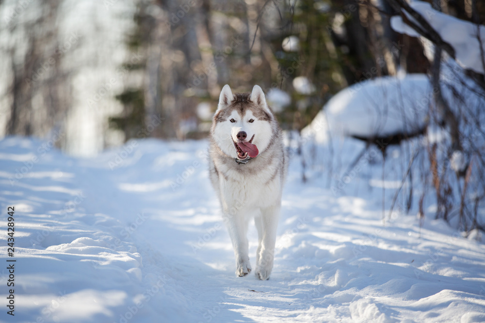 Funny and happy siberian husky dog with tonque hanging out running on the snow in the winter forest