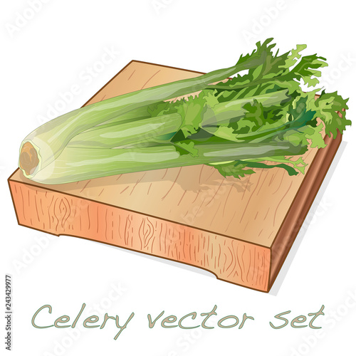 Celery illustration set on white backgrond. Vector image.