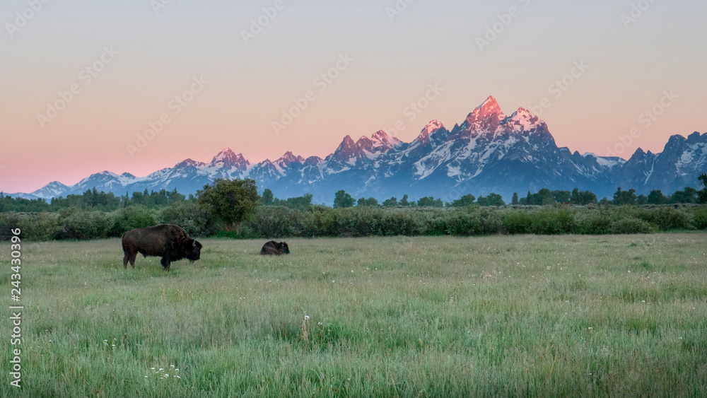 Φωτογραφία two bison grazing as the sun first shines on the peak of grand teton in grand te