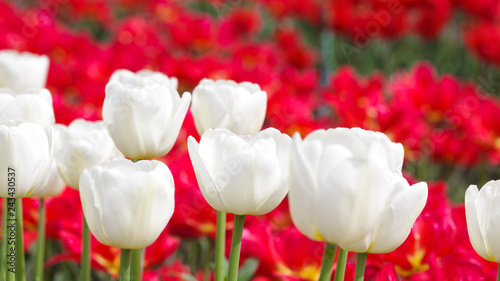 Beautiful tulips in the garden. Bright red flowers. Spring and summer background. Background for social networks. Natural spring background.