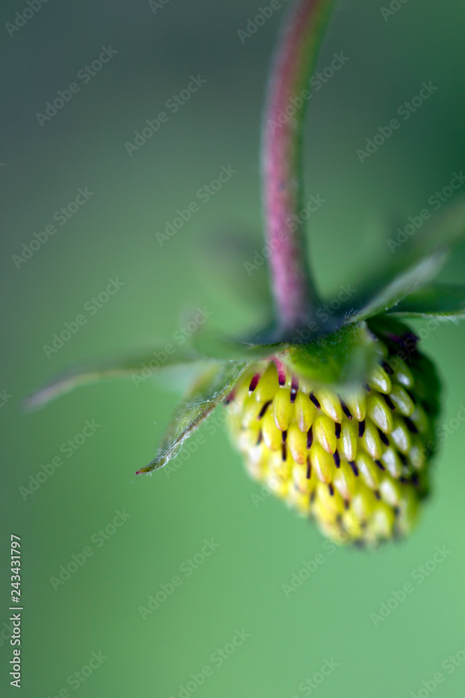Fototapeta premium Fraise des bois