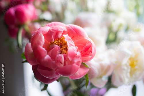 Beautiful Paeonia Coral Charm on the floral background. Amazing peony photo