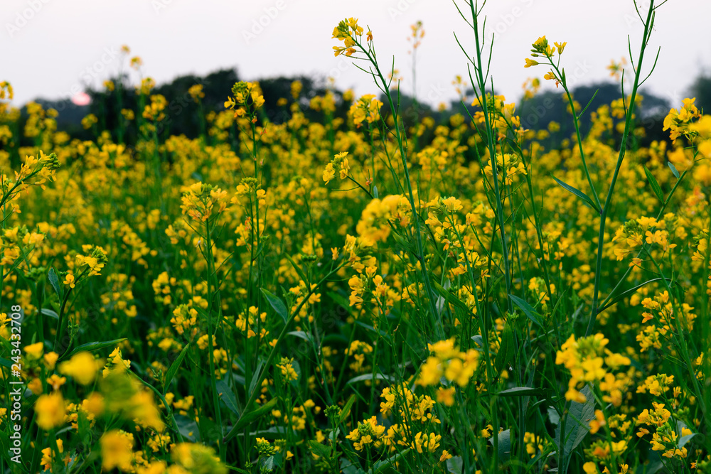 Mustard Field During Spring In India